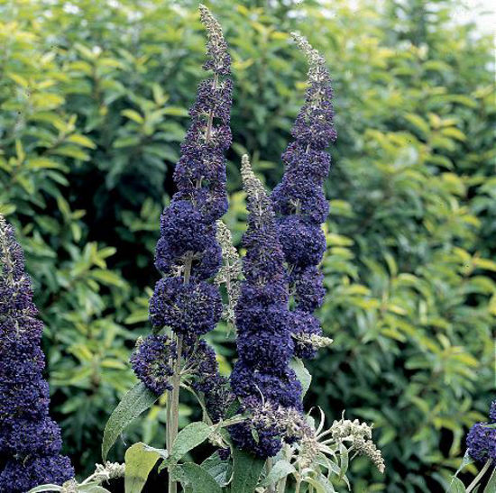 Obraz Buddleja