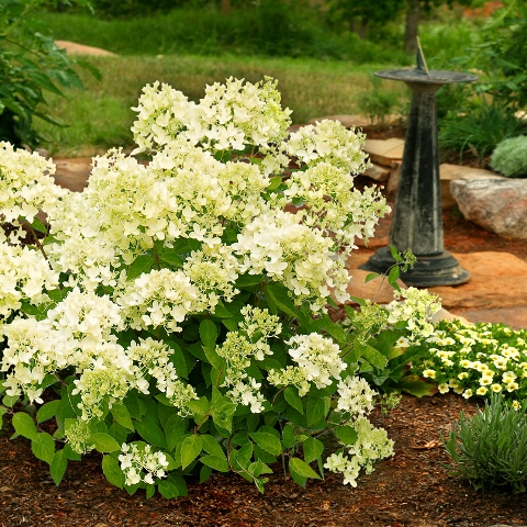 https://www.breederplants.nl/images/thumbs/0001698_hydrangea.jpeg