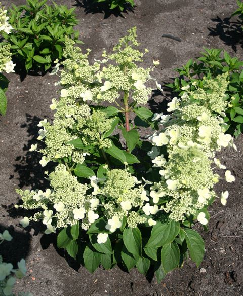 https://www.breederplants.nl/images/thumbs/0001711_hydrangea.jpeg