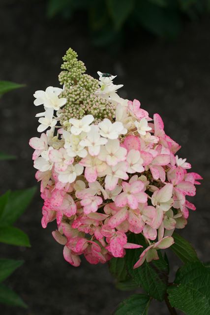 https://www.breederplants.nl/images/thumbs/0001713_hydrangea.jpeg