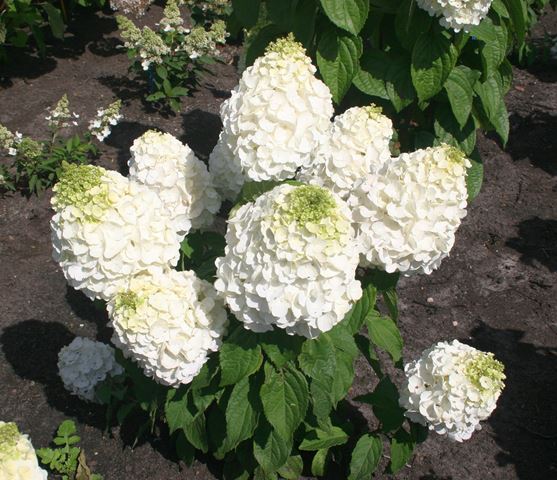 https://www.breederplants.nl/images/thumbs/0001718_hydrangea.jpeg