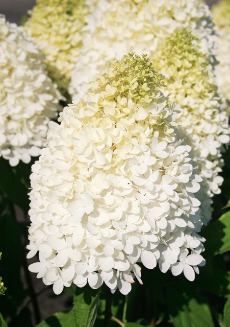 https://www.breederplants.nl/images/thumbs/0001722_hydrangea.jpeg