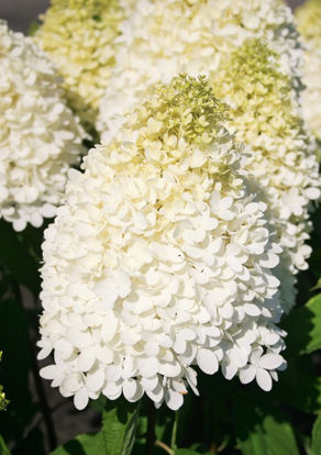 Obraz Hydrangea