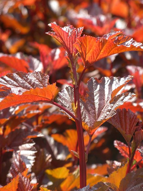 https://www.breederplants.nl/images/thumbs/0001729_physocarpus.jpeg