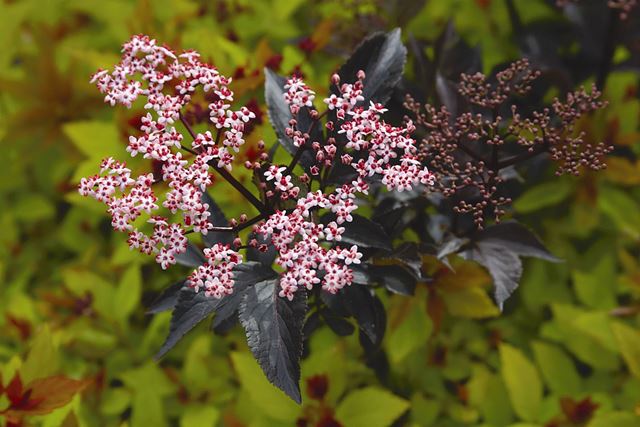 https://www.breederplants.nl/images/thumbs/0001733_sambucus.jpeg