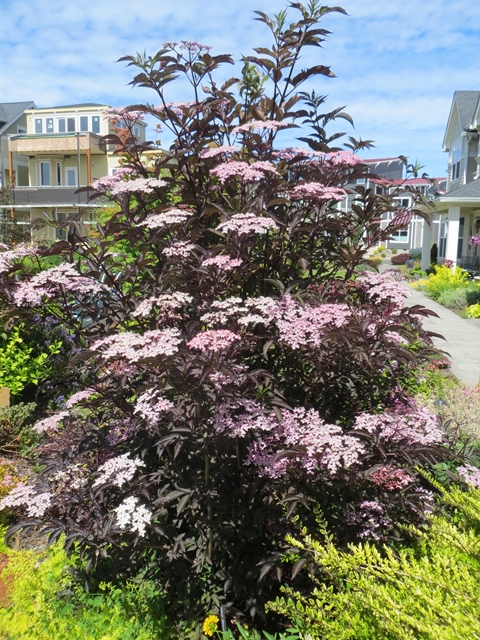 https://www.breederplants.nl/images/thumbs/0001736_sambucus.jpeg