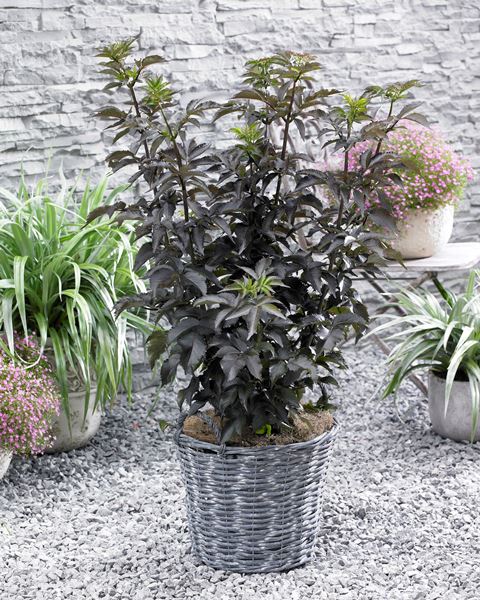 https://www.breederplants.nl/images/thumbs/0001742_sambucus.jpeg