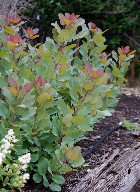 https://www.breederplants.nl/images/thumbs/0001752_cotinus.jpeg