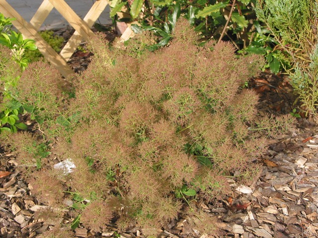 https://www.breederplants.nl/images/thumbs/0001758_cotinus.jpeg