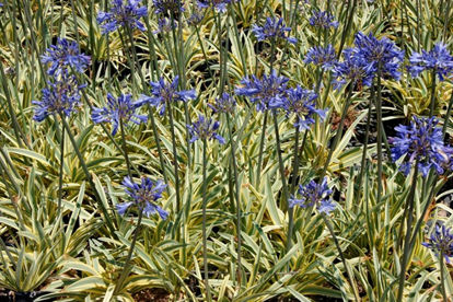 Bild von Agapanthus