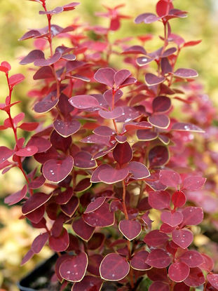 Bild von Berberis