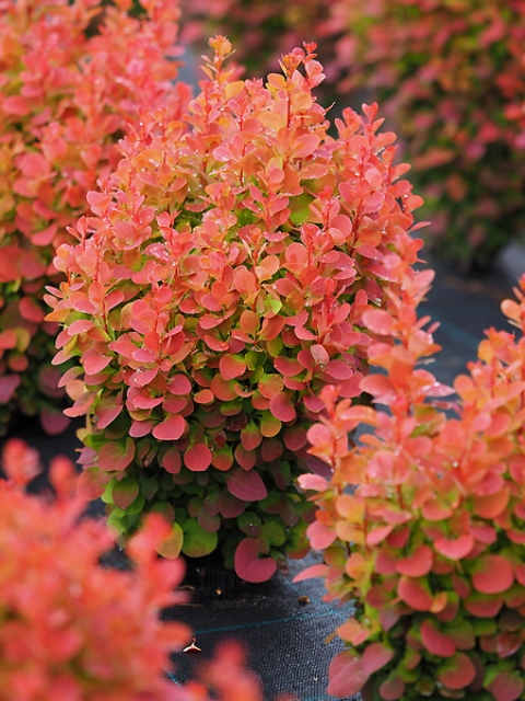 https://www.breederplants.nl/images/thumbs/0001793_berberis.jpeg