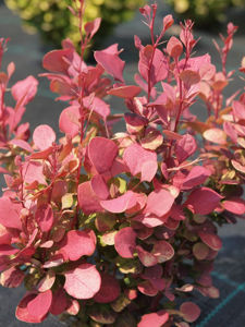 Obraz Berberis