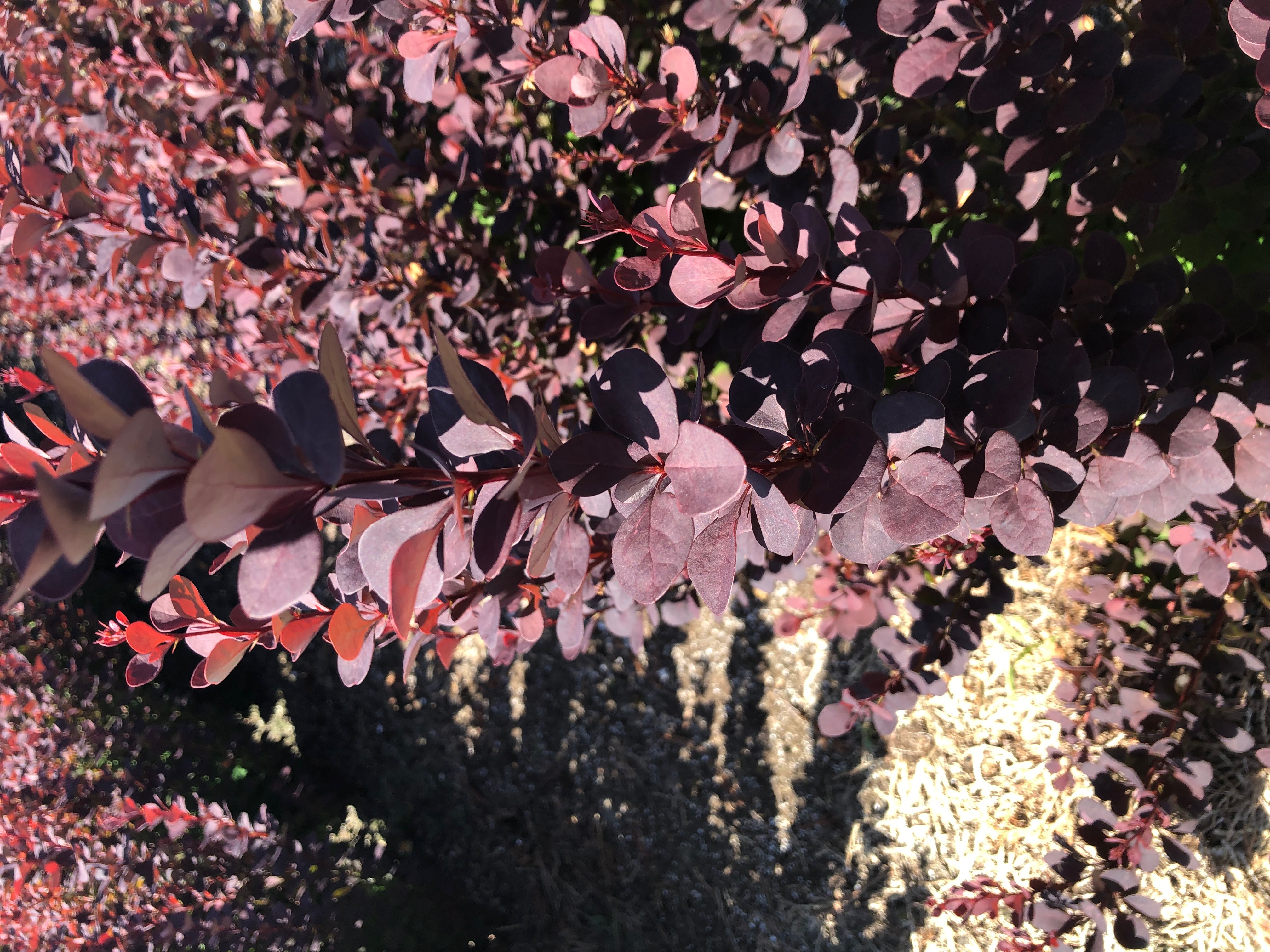 https://www.breederplants.nl/images/thumbs/0001798_berberis.jpeg