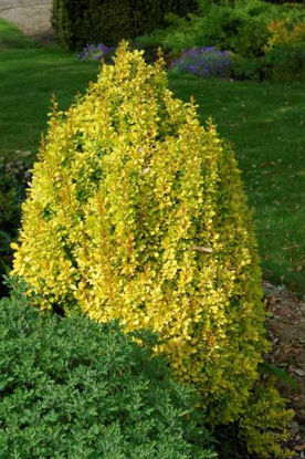 Picture of Berberis