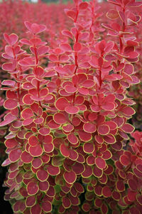 Bild von Berberis