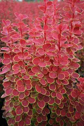 Picture of Berberis