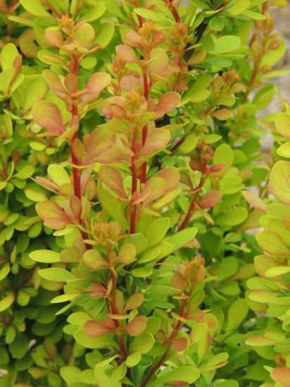 Picture of Berberis