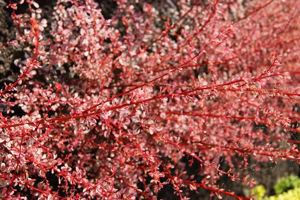 Picture of Berberis