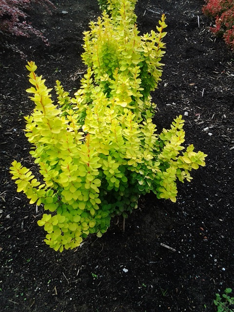 https://www.breederplants.nl/images/thumbs/0001832_berberis.jpeg