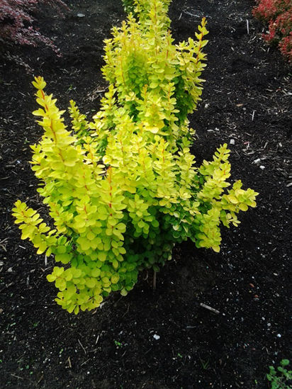 Picture of Berberis