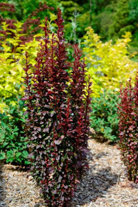 Bild von Berberis