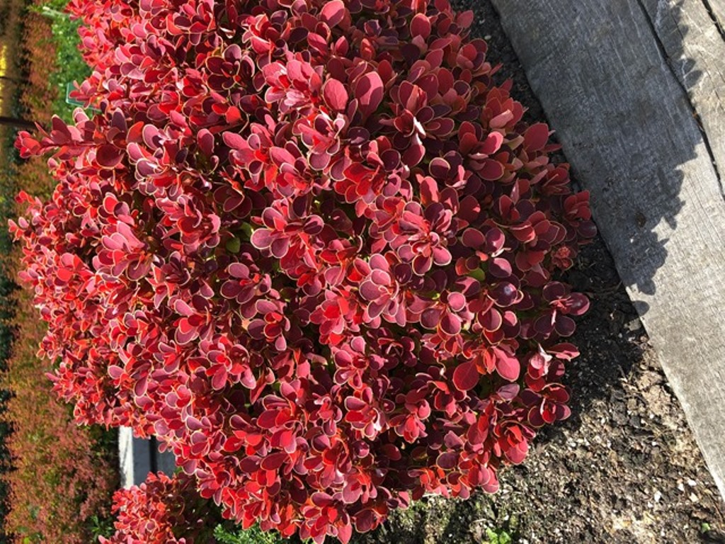 https://www.breederplants.nl/images/thumbs/0001836_berberis.jpeg