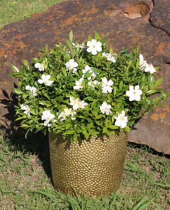 Obraz Gardenia