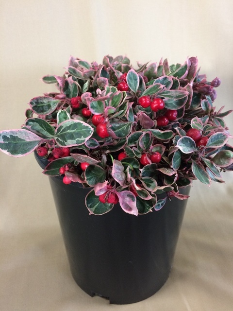 https://www.breederplants.nl/images/thumbs/0001853_gaultheria.jpeg
