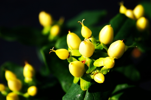 https://www.breederplants.nl/images/thumbs/0001861_hypericum.jpeg