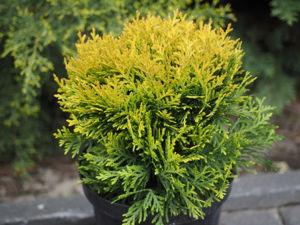 Bild von Thuja