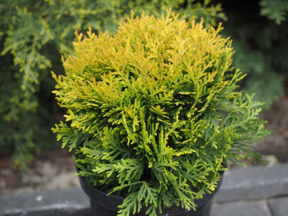 Picture of Thuja
