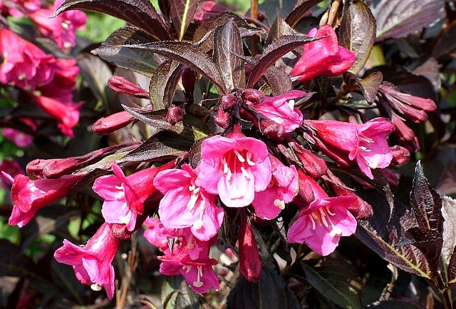 https://www.breederplants.nl/images/thumbs/0001893_weigela.jpeg