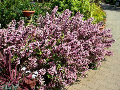 Obraz Weigela