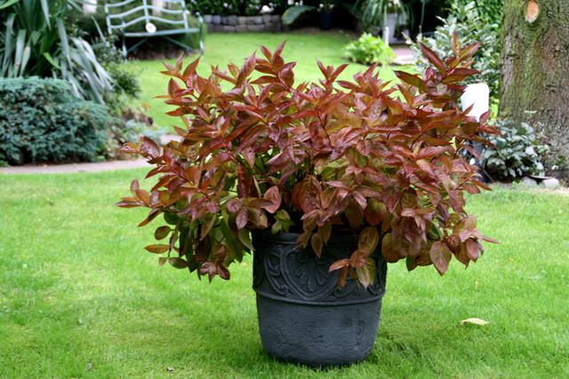 https://www.breederplants.nl/images/thumbs/0001902_weigela.jpeg