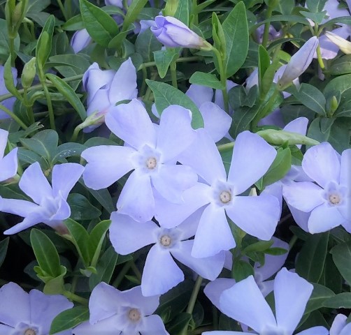 https://www.breederplants.nl/images/thumbs/0001910_vinca.jpeg