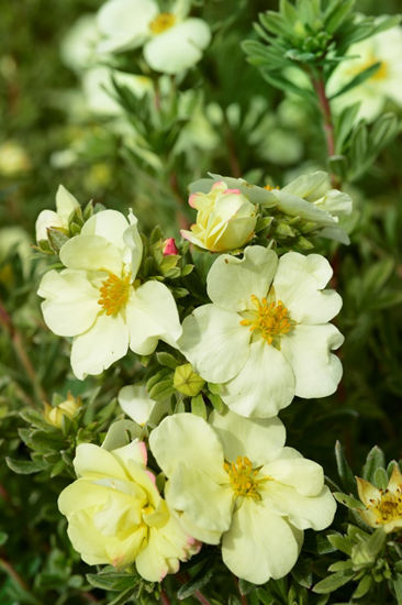 Obraz Potentilla