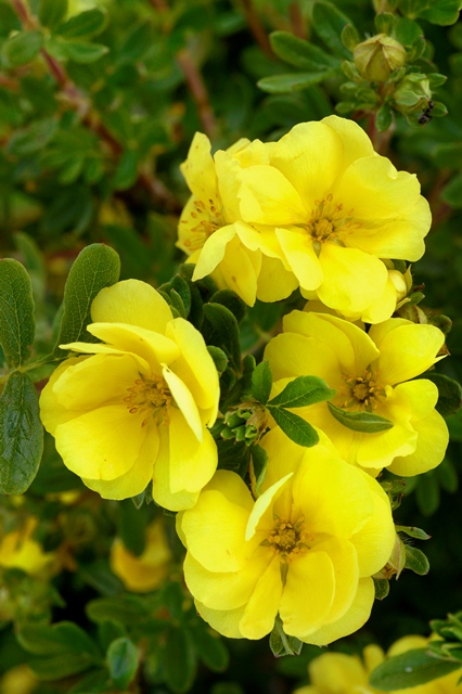 https://www.breederplants.nl/images/thumbs/0001918_potentilla.jpeg