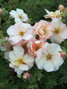 Obraz Potentilla