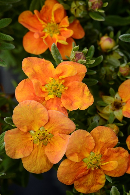 https://www.breederplants.nl/images/thumbs/0001924_potentilla.jpeg