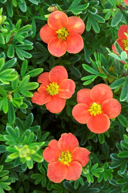 https://www.breederplants.nl/images/thumbs/0001927_potentilla.jpeg