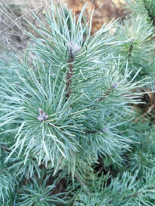 Picture of Pinus