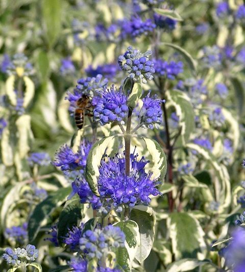 https://www.breederplants.nl/images/thumbs/0001944_caryopteris.jpeg