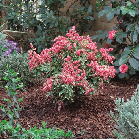 https://www.breederplants.nl/images/thumbs/0001946_pieris.jpeg