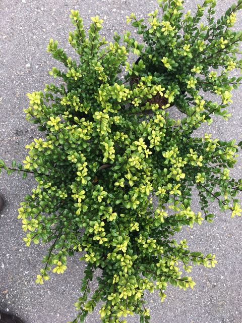 https://www.breederplants.nl/images/thumbs/0001975_ilex.jpeg