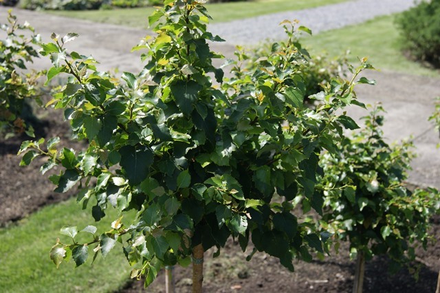 https://www.breederplants.nl/images/thumbs/0001978_betula.jpeg