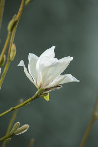 Bild von Magnolia