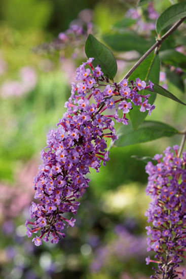 Bild von Buddleja