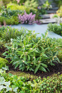 Picture of Sarcococca