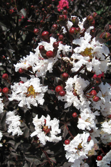 Obraz Lagerstroemia